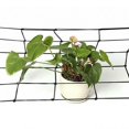 thumbnail image 3 of 40*40cm Holes Scrog Net Mesh Grow Tent Hydroponics Support Indoor --new I8W3, 3 of 9