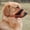B, variant on Riforla Dog Muzzle German Dog Adjustable with Muzzle Large Dog Mouth Guard Adjustable with Dog Muzzle Suitable for Small Dogs Barking Breathable Mesh Dog Muzzle Pet accessories A L