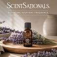 thumbnail image 3 of Huile Essentielle 100% ScentSationals - Lavande, 3 of 8