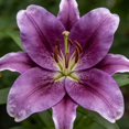 thumbnail image 2 of GSDWIUEW Lily Bulbs-2 or 4 Bulbs per Package Cold-Resistant Perennial Bulbs for Gardens, Easy-Grow. (Purple,2), 2 of 4
