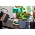 thumbnail image 5 of Miracle-Gro Tropical Potting Soil Mix 8.8L, 5 of 5