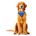 thumbnail image 4 of Indianapolis Colts Dog Bandanna Size S, 4 of 5