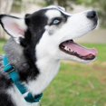 thumbnail image 2 of Country Brook Petz - Collier pour Chien Martingale - Collier d'Entraînement Robuste Sans Boucle - Collier de Service pour Tous les Chiots - Plus de 10 Couleurs Cool (Sarcelle, 1 Po, Moyen), 2 of 8