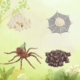 thumbnail image 1 of Agiferg Simulation Arthropode Cycle de Vie d'Une Araignée Bee Ladybugs Modèle, 1 of 3