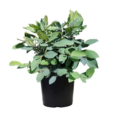 Green Promise Farms Fothergilla gardenii (Dwarf Witch Alder) Shrub, #3-Size Container, White Flowers