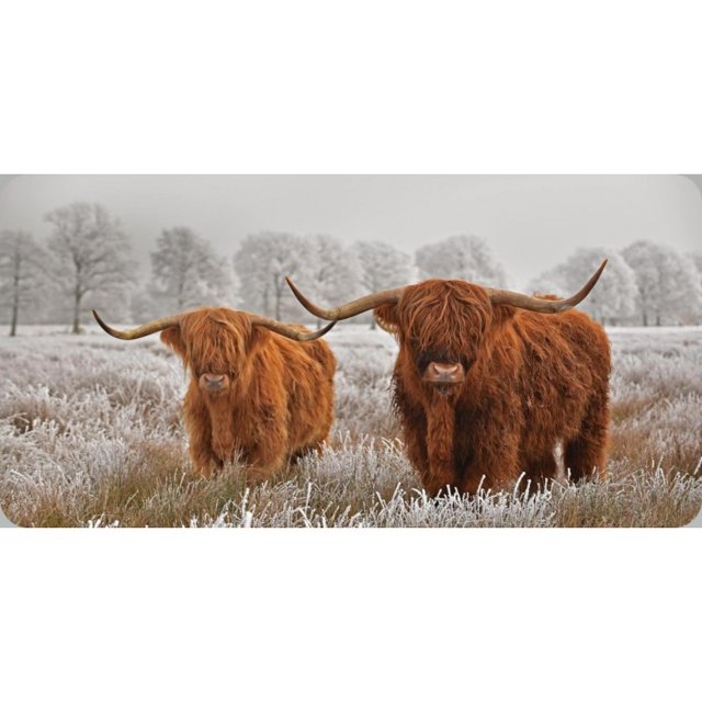 Bœuf des Hautes Terres Photo Plaque License