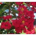 thumbnail image 4 of 35 Graines de Myrte Crêpe Rouge Lagerstroemia Indica Arbuste Buisson en Floraison Petit Arbre, 4 of 5