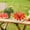 A, variant on Xinsrenus Large Watermelon Cutter Stainless Steel, Quickly Cutting Tool Kitchen Gadget Peeler Corer for Cantaloupe Melon Pineapple Round Fruit Vegetable