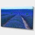 thumbnail image 2 of Coucher de Soleil Champ de Lavande Près de Valensole - Impression sur Toile Florale, 2 of 3