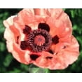 thumbnail image 4 of 1000 MIXED Colors ORIENTAL POPPY Papaver Orientale Flower Seeds, 4 of 7
