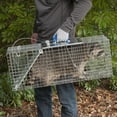 thumbnail image 2 of Havahart Easy Set Large 1-Door Animal Trap, 2 of 3