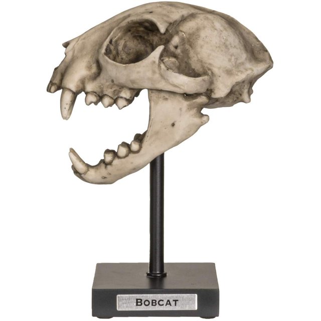 Ebros Realistic Replica Animals Bob Cat Skeleton Skull Fossil Resin Figurine