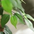 thumbnail image 2 of DR.Planzen 6 ft Artificial Ficus Tree with Natural Wood Trunk and Realistic Leaves, Fake Plant, Faux Ficus Tree for Indoor Outdoor, 2 of 9