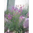 thumbnail image 2 of 700 PURPLE PRAIRIE CLOVER Dalea Purpurea Flower Seeds, 2 of 5