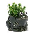 thumbnail image 1 of Abbott Collection AB-27-CRITTER-543 4.5 in. Crouched Frog Planter, Dark Green - Small, 1 of 3