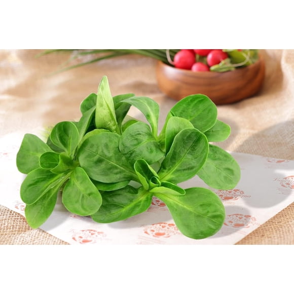 GSDWIUEW Corn Salad Lamb’s Lettuce Seeds – 500 Heirloom Vegetable Seeds for Planting