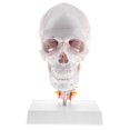 thumbnail image 2 of 1:1 Human Head Skull Model W/Cervical Vertebra, 2 of 8