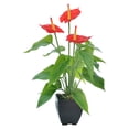 thumbnail image 1 of Simulation Plant Bonsai Calla Lily for Indoor Decoration, 1 of 1