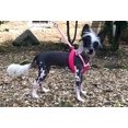 thumbnail image 2 of Sporn Comfort Dog Harness Extra Small Size, Red Durable Elastic Padded Webbing Mesh Dog Harness, Breathable & Comfortable Dog Harness, 2 of 7