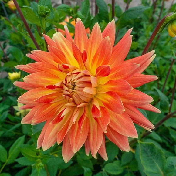 Dahlia Motto
