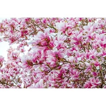 5 SAUCER MAGNOLIA x Soulangeana Denudata Liliiflora 5 - 10 Pink White Flower Tulip Tree Seeds
