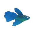 thumbnail image 4 of Thinsony Magnifiquement Conçu Simulation Artificielle Lumineuse Poisson Rouge pour les Aquariums Tan blue 5Set, 4 of 6