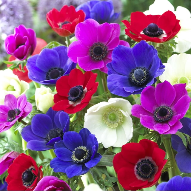 TASC FLOWER BULBS- Anemone Assorted displaying a close-up of assorted anemone flowers in red, purple, blue, pink, and white with dark central discs and green foliage, ideal for perennial garden planting and seasonal floral arrangements.