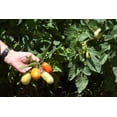 thumbnail image 3 of 500 ITALIAN ROMA TOMATO Lycopersicon Lycopersicum Fruit Vegetable Seeds, 3 of 5