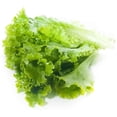 thumbnail image 2 of GSDWIUEW 2000 Premium Lettuce Seeds for Planting- Vegetable Seeds for a Thriving Garden, 2 of 4