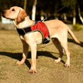 thumbnail image 3 of New K-shaped Luminous LED Harness For Pet Dog Chest Harness For Medium And Large Dogs Night Travel, 3 of 7