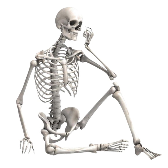 Halloween Skeleton Skeleton Model Full Body for Front Lawn Photo Prop Decor 40x10x4cm