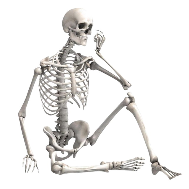 Halloween Skeleton Skeleton Model Full Body for Front Lawn Photo Prop Decor, measuring 40x10x4cm. The skeleton is made of heavy-duty material, designed for indoor or outdoor use as a Halloween decoration. It features a realistic human bone structure with fixed joints and includes a string for easy hanging. Suitable for Halloween scenes, parties, and decorative displays.
