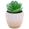 thumbnail image 1 of Coofit Mini Potted Succulent Lifelike - Artificial Plant Faux Succulent in Pot for Home, 1 of 4