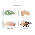 thumbnail image 3 of Agiferg Simulation Arthropod Life Cycle of a Spider Bee Ladybugs Model, 3 of 3