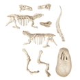 thumbnail image 3 of Clementoni : Archéo-Ludique / T-Rex (Jeu Français), 3 of 3