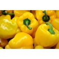 thumbnail image 1 of 100 CANARY BELL PEPPER Sweet Yellow Capsicum Annuum Vegetable Seeds, 1 of 1