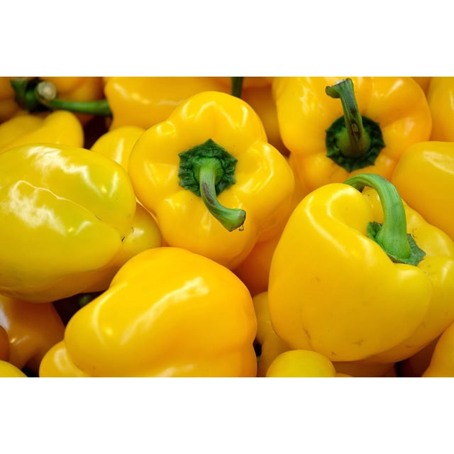 100 Canary Bell Pepper sweet yellow Capsicum annuum vegetable seeds. The image displays bright yellow bell peppers with a blocky shape and green stems, showcasing the mature fruit of the Canary Bell Sweet Pepper variety. Suitable for vegetable gardening in sunny conditions with average soil and water preferences.