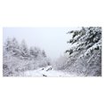 thumbnail image 2 of Frosted Forest Trail in Fall - Landscape Photo Canvas Art Print, 2 of 3