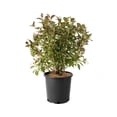 thumbnail image 1 of 2 Gallon Victoria Weigela Shrub, 1 of 6