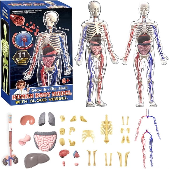Vaidha Human Body Anatomy Model | 29-Piece Transparent Torso with Removable Organs & Bones | DIY Assembled Skeleton for Medical Students & Science Education