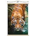 thumbnail image 2 of Tiger - Water Wall Poster, 22.375" x 34" Framed, 2 of 4