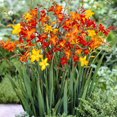 thumbnail image 1 of TASC De Fleur Bulbes Montbretia Assorties (15 ampoules), 1 of 1