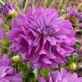thumbnail image 3 of TASC Flower Bulbs Summer Border Collection(78 Bulbs), 3 of 7