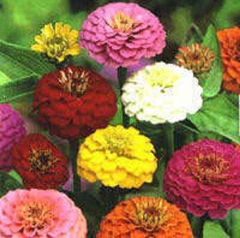 Flower Seeds | Walmart Canada