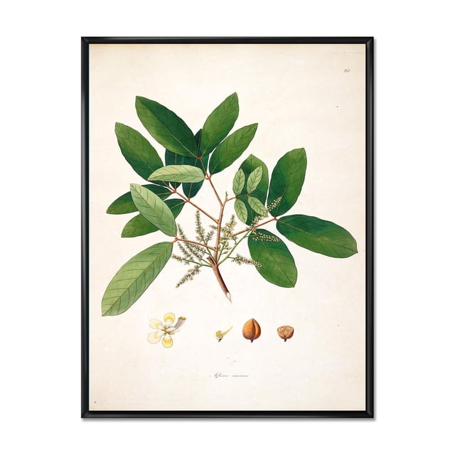 Designart Vintage Botanicals II Cadre Flottant ART Mural Présentant une illustration Botanique Centrée de Feuilles Vertes et de Grappes de Fleurs Imprimées avec une Encre Résistante à la Décoloration sur Toile de Coton de Qualité Supérieure, Enveloppées et Étirées sur un sous-Cadre en Bois de 1 Po dans un Cadre Flottant Noir, Prêtes à Accrocher et Idéales pour une Déco Murale de Style Ferme.