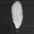 thumbnail image 5 of Ktaxon 100PCS Nature Ostrich Feathers Home Party Decor Color White, 5 of 5