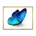 thumbnail image 1 of Designart Papillon bleu vibrant ART MURAL À CADRE FLOTTÉ, 1 of 4