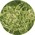 thumbnail image 1 of Ahgly Tapis Rond Lavable en Machine Intérieur Transitionnel Vert, 5 Pieds Rond, 1 of 7
