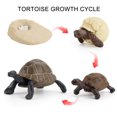 thumbnail image 2 of Plastic Animals Figures 4 Piece Insect Figure Animal Life Cycle Plastic Brood to Mature Period, 2 of 3