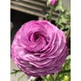 thumbnail image 1 of HIGHGW 10pcs Ranunculus Flower Bulbs for Lush, Multi-Petal Blooms \u2013 Transform Your Garden with These Gorgeous Flowers (F,30), 1 of 2